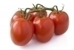 עגבניה תמר מובחרת